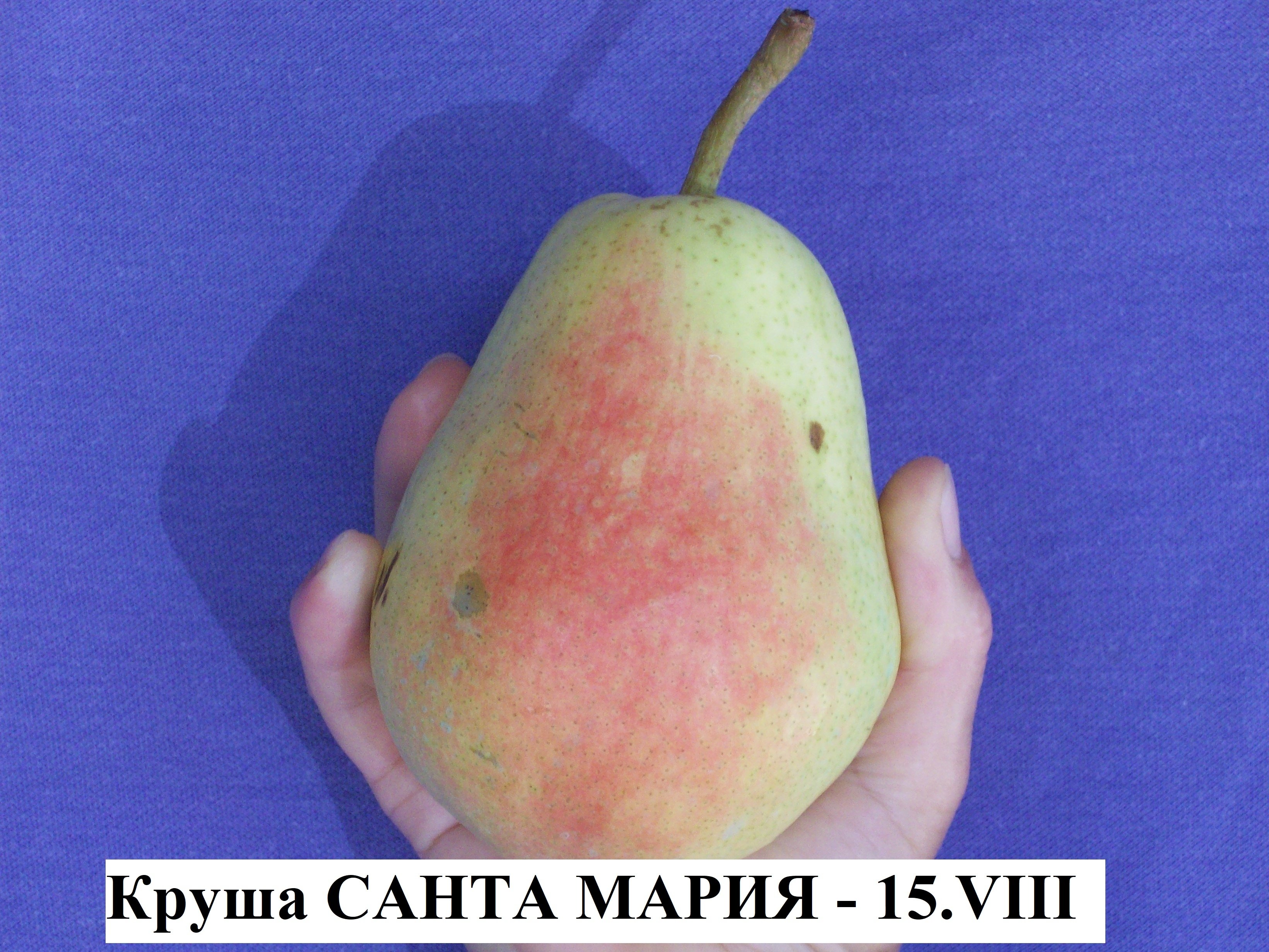 КРУШИ