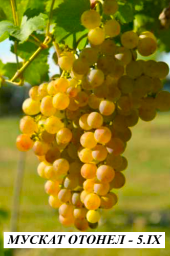 ЛОЗА МУСКАТ ОТОНЕЛ