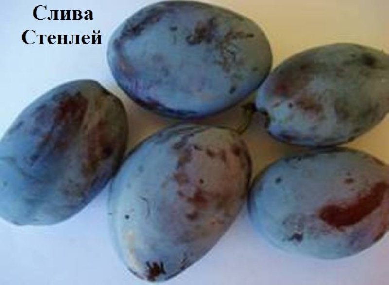 СТЕНЛЕЙ