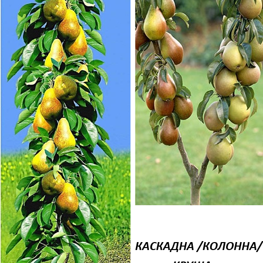 КАСКАДНИ /КОЛОННИ/