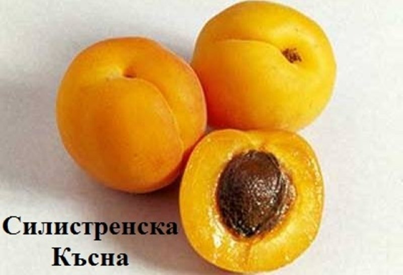 СИЛИСТРЕНСКА КЪСНА