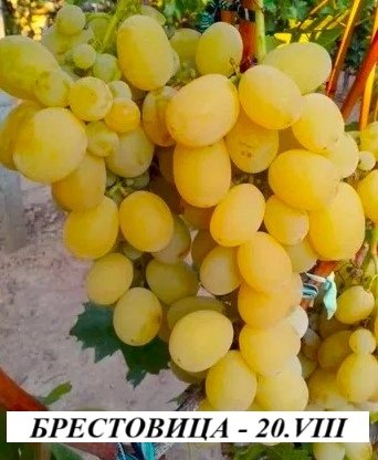 ЛОЗА БРЕСТОВИЦА