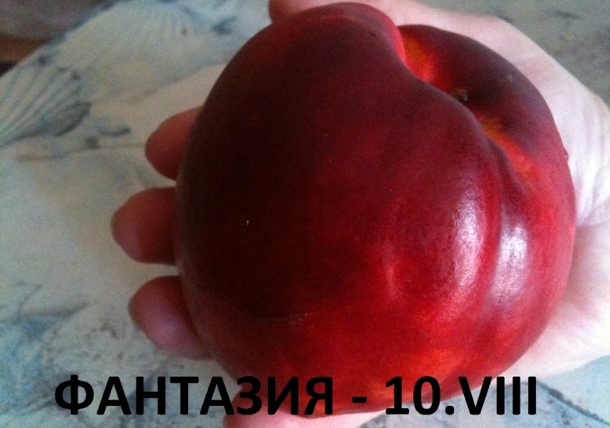 НЕКТАРИНА ФАНТАЗИЯ