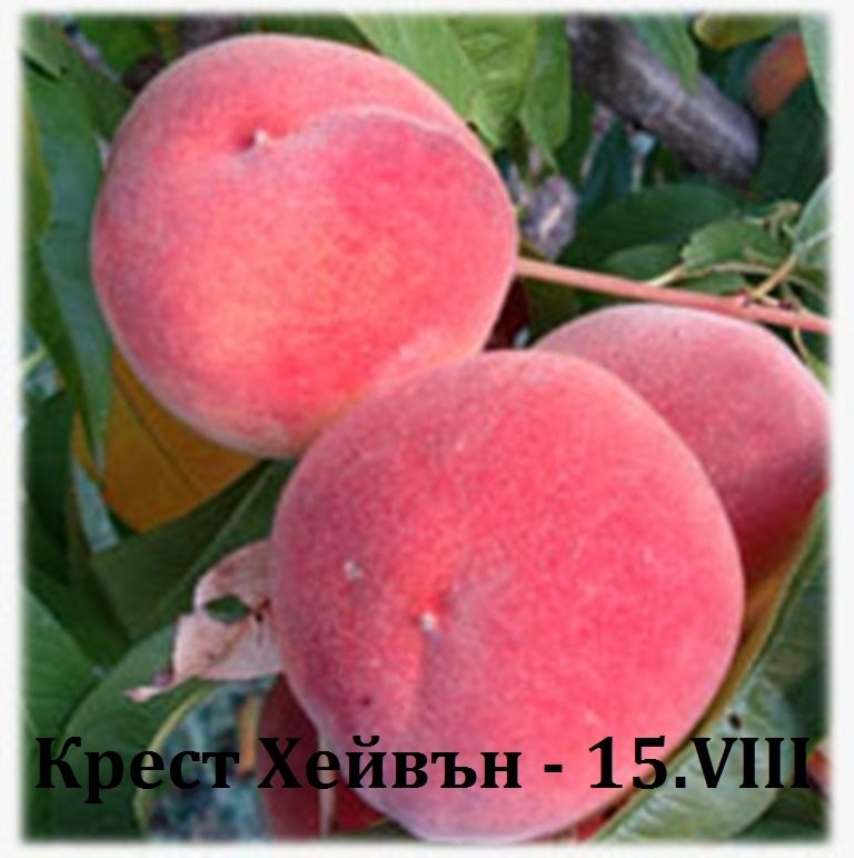 ПРАСКОВИ