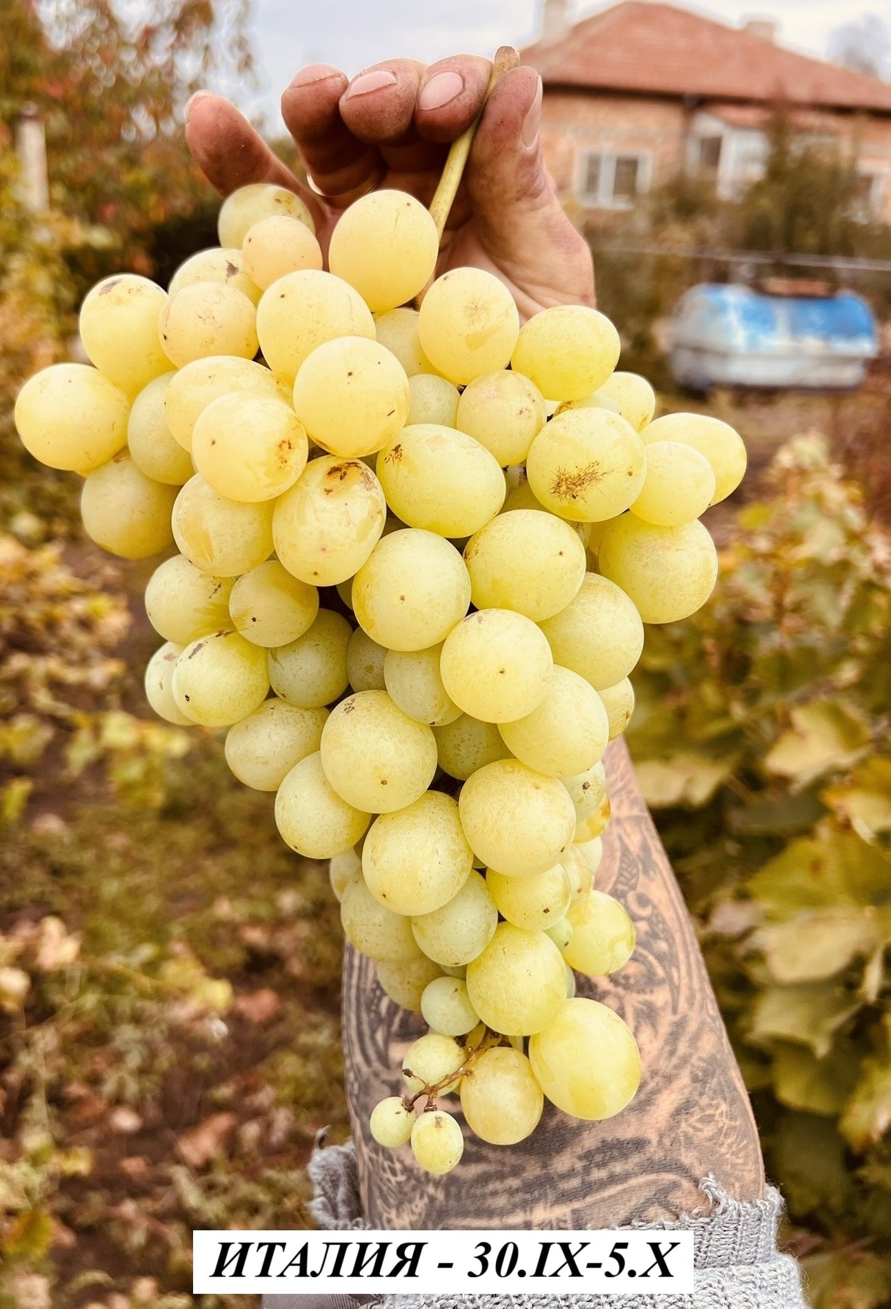 ЛОЗА ИТАЛИЯ