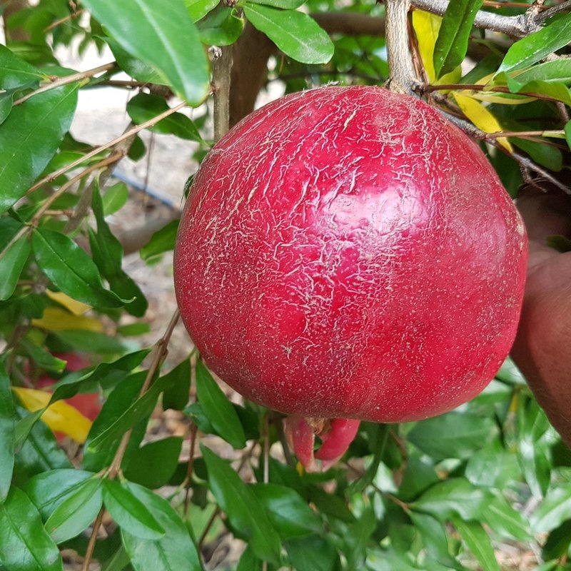 ОБЛАГОРОДЕН /ЕДЪР/ ДРЯН