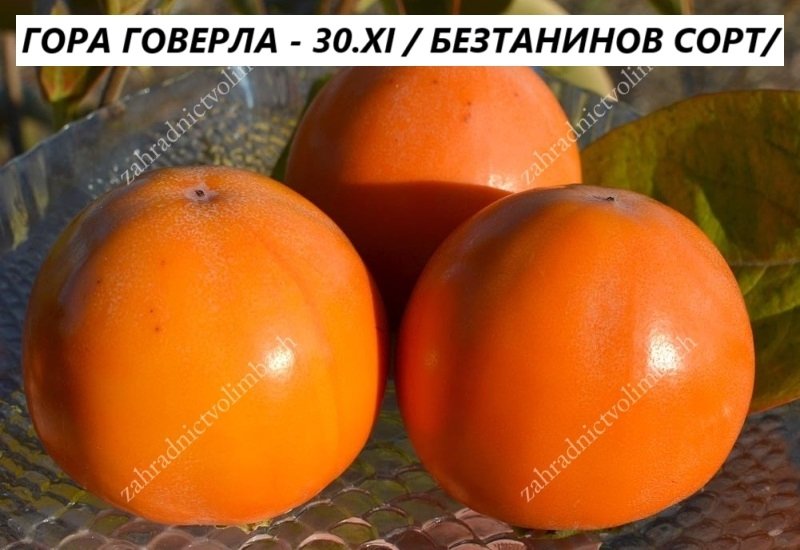 ГОРА ГОВЕРЛА