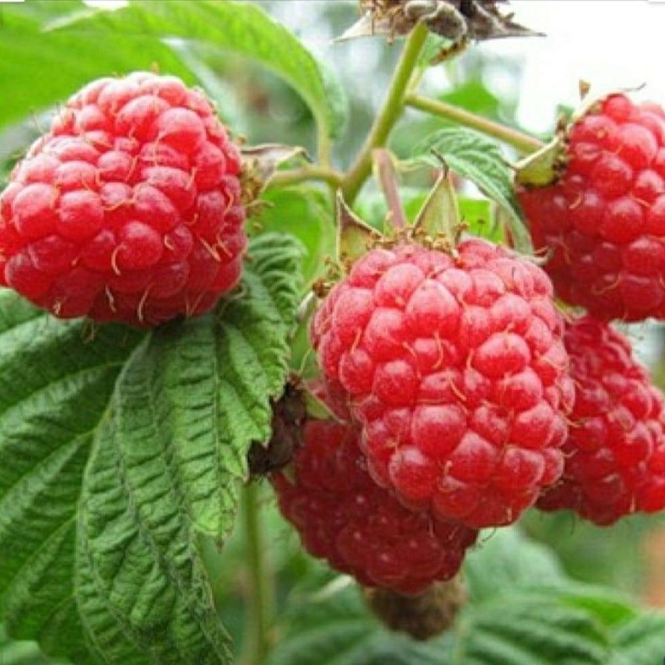 СМОКИНИ, МАЛИНИ