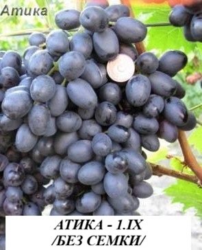 ЛОЗА АТИКА /БЕЗ СЕМКИ/