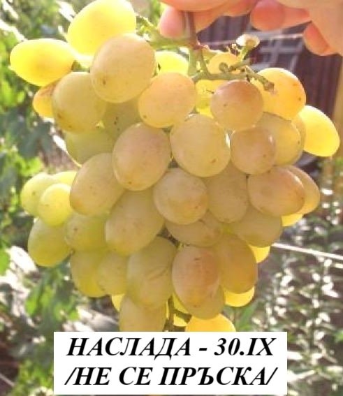 ЛОЗА НАСЛАДА