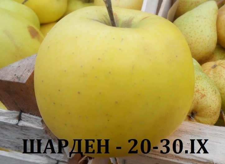 ЯБЪЛКИ