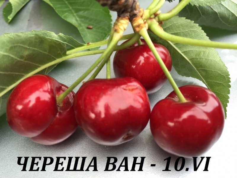 Череша ВАН