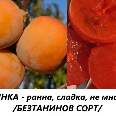 РАЙСКА ЯБЪЛКА