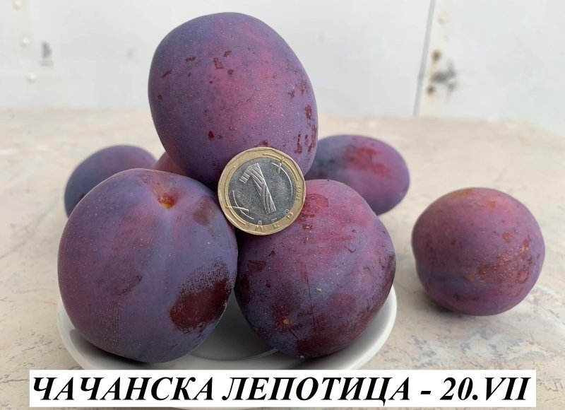 ЧАЧАНСКА ЛЕПОТИЦА