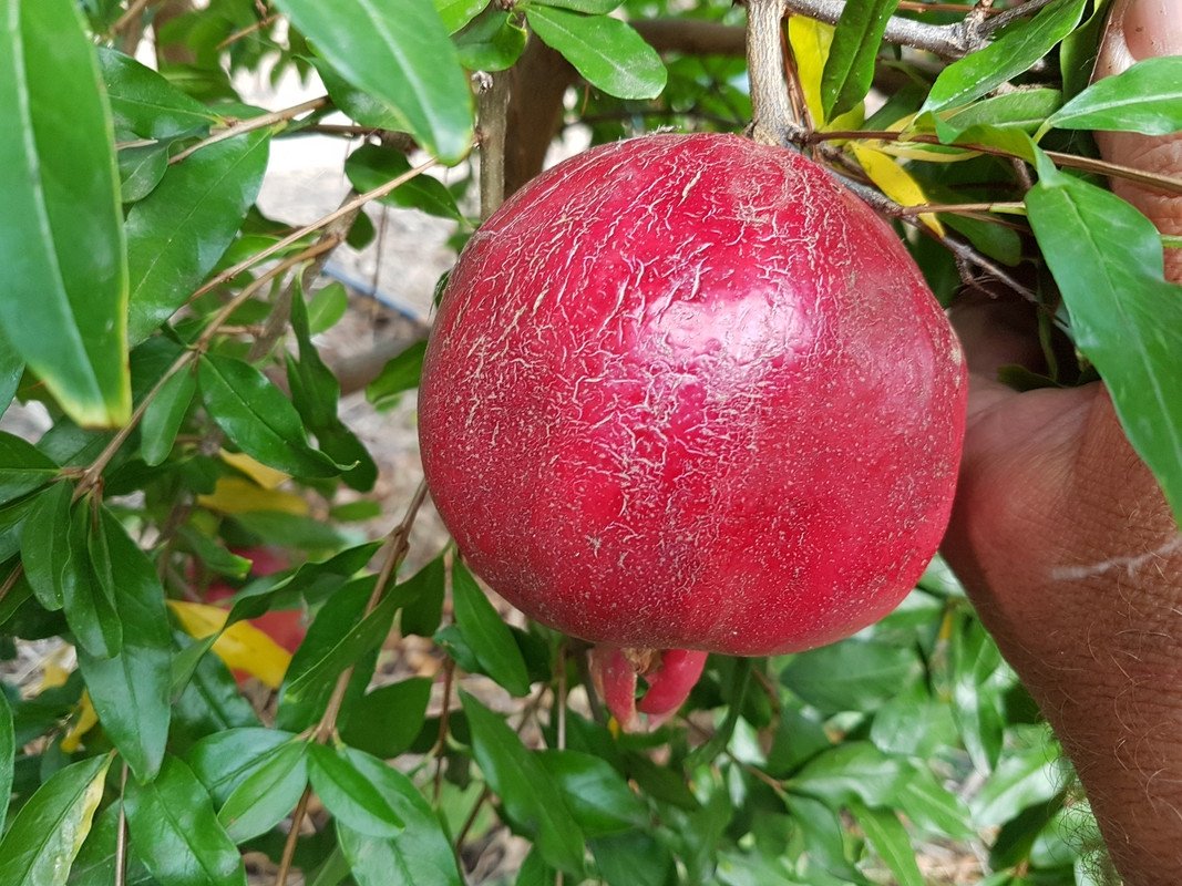 НАР СОРТ "УАНДЪРФУЛ"