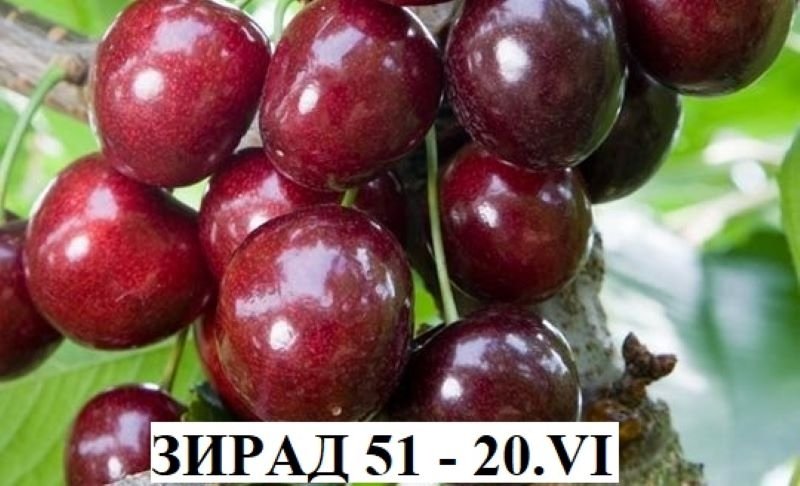Череша ЗИРАД 51