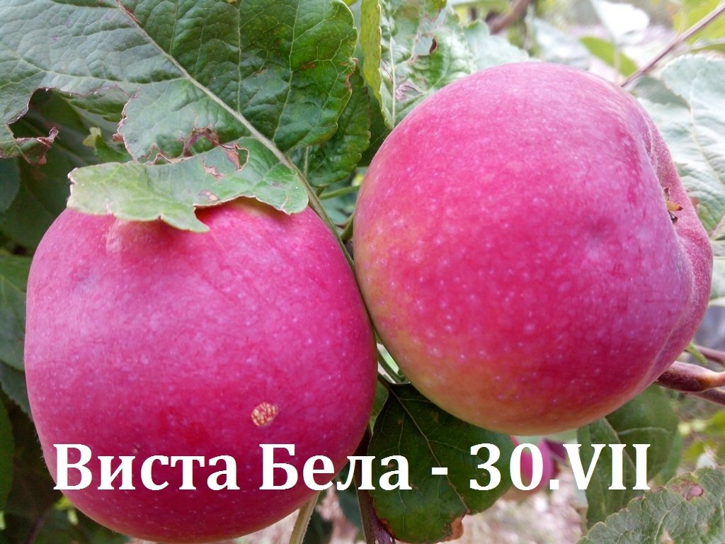 ВИСТА БЕЛЛА