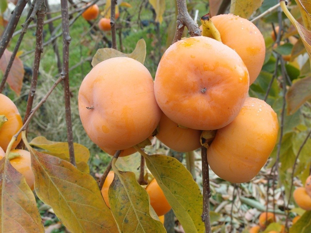 РАЙСКА ЯБЪЛКА