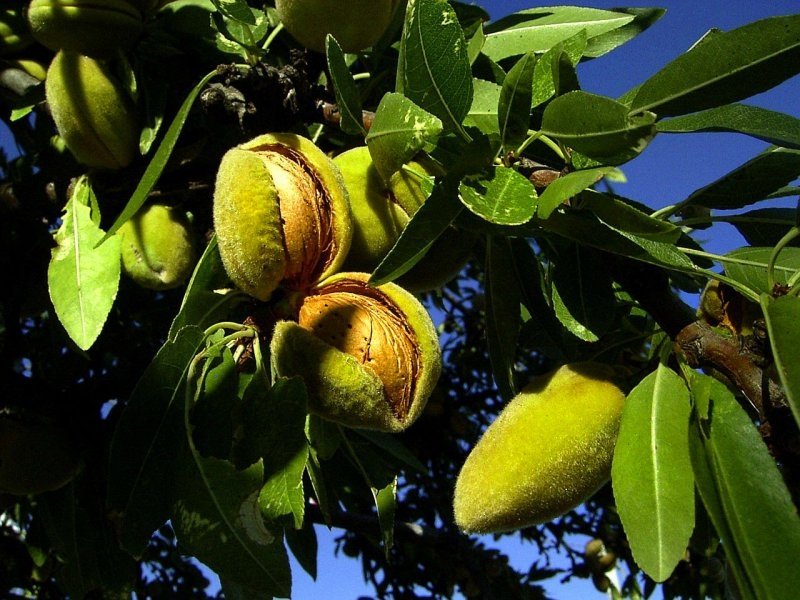 БАДЕМ "ФЕРАНИЯ"