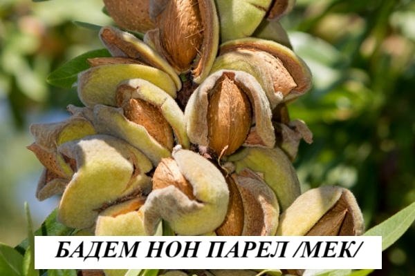 БАДЕМ "НОН ПАРЕЛ"