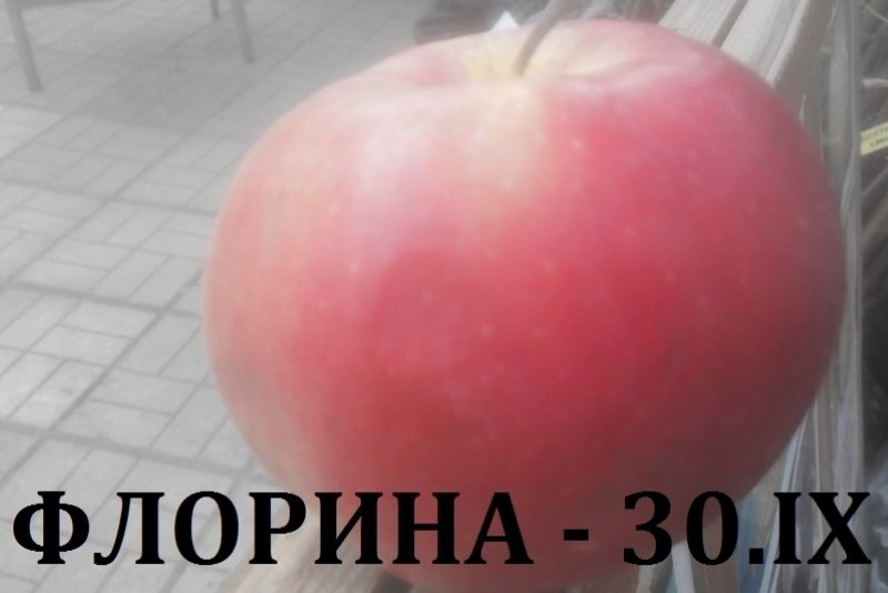 ФЛОРИНА