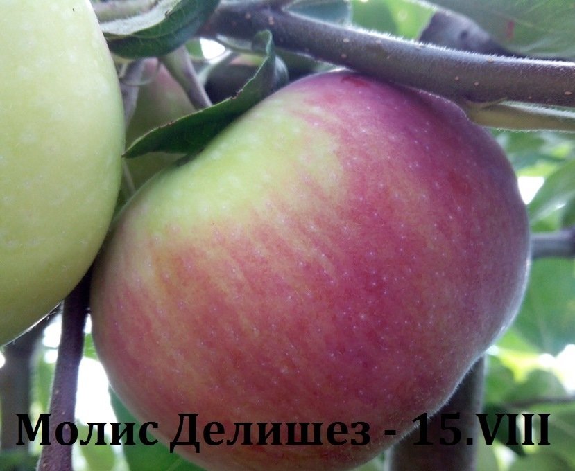 ЯБЪЛКИ