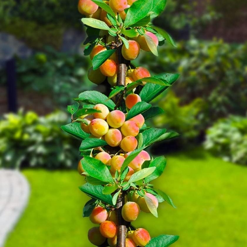 КАСКАДНИ /КОЛОННИ/