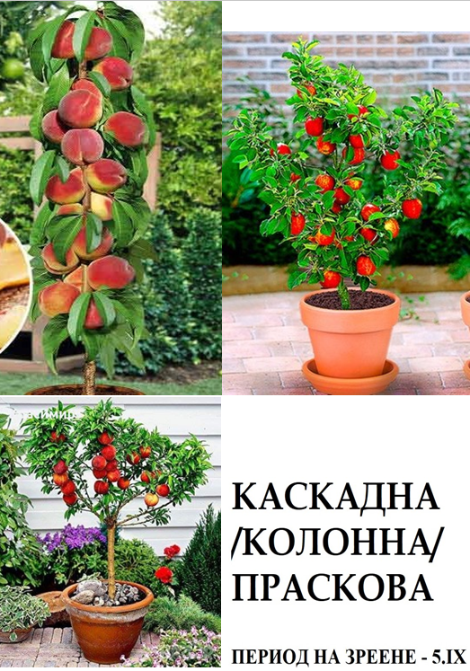 КАСКАДНИ /КОЛОННИ/