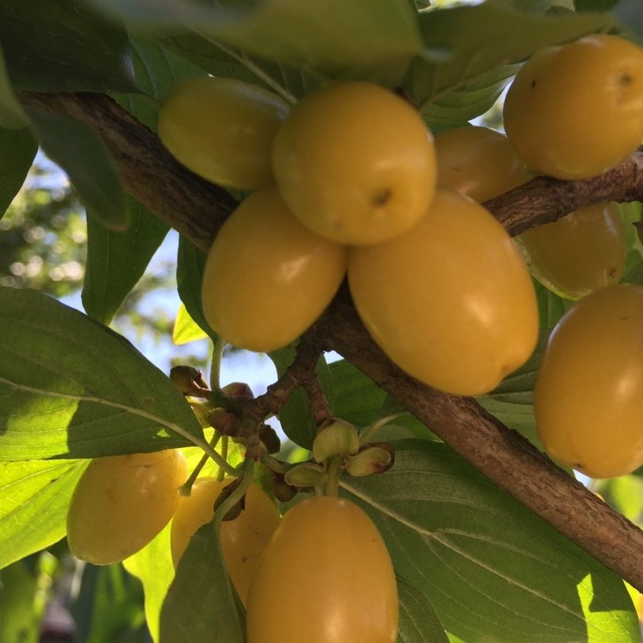 ДРЯН /ОБЛАГОРОДЕН/ - CORNEL /ENNOBLED/