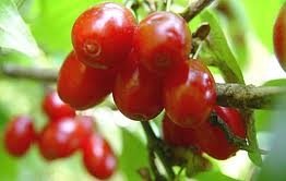 ДРЯН "КАЗАНЛЪШКИ КРУШОВИДЕН"