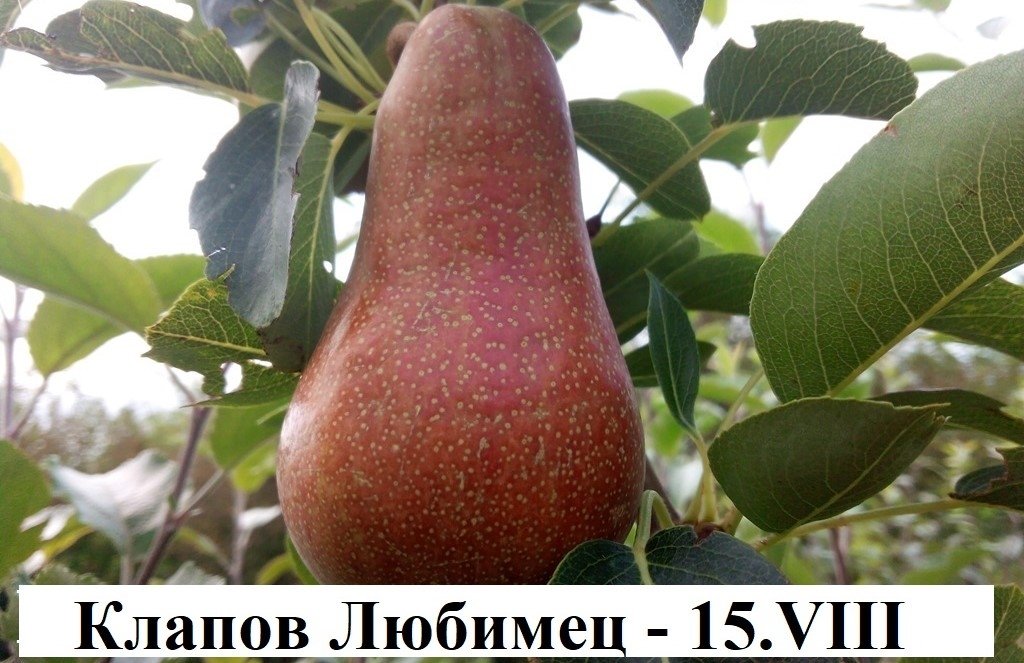 КРУШИ