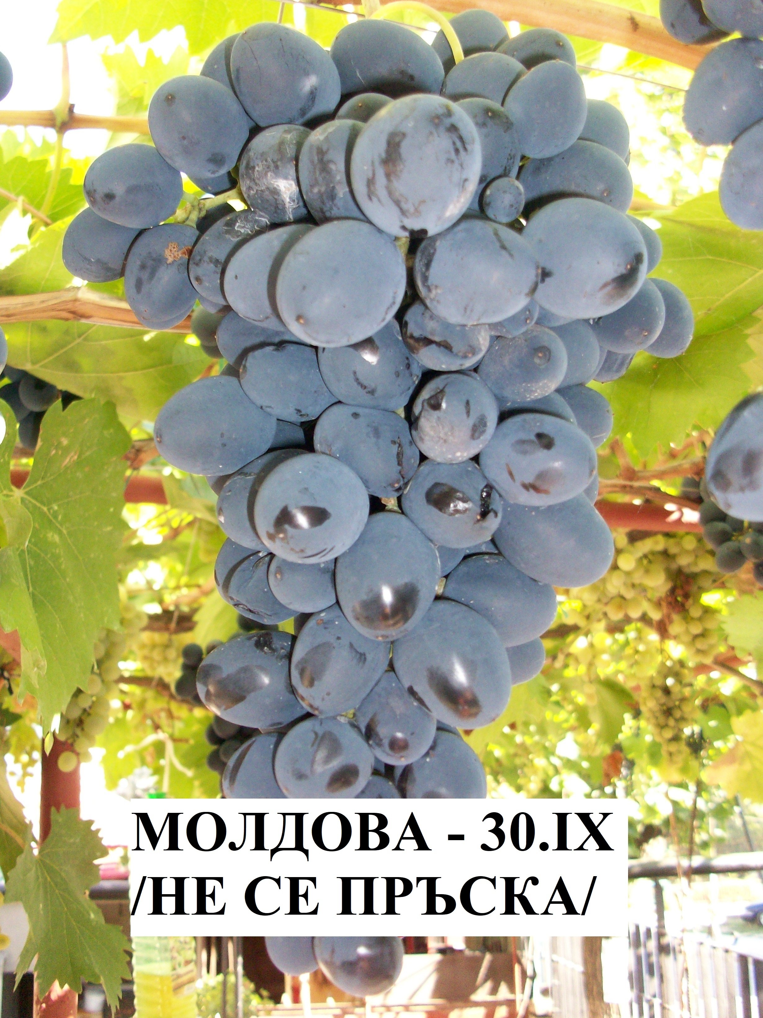 ЛОЗА МОЛДОВА