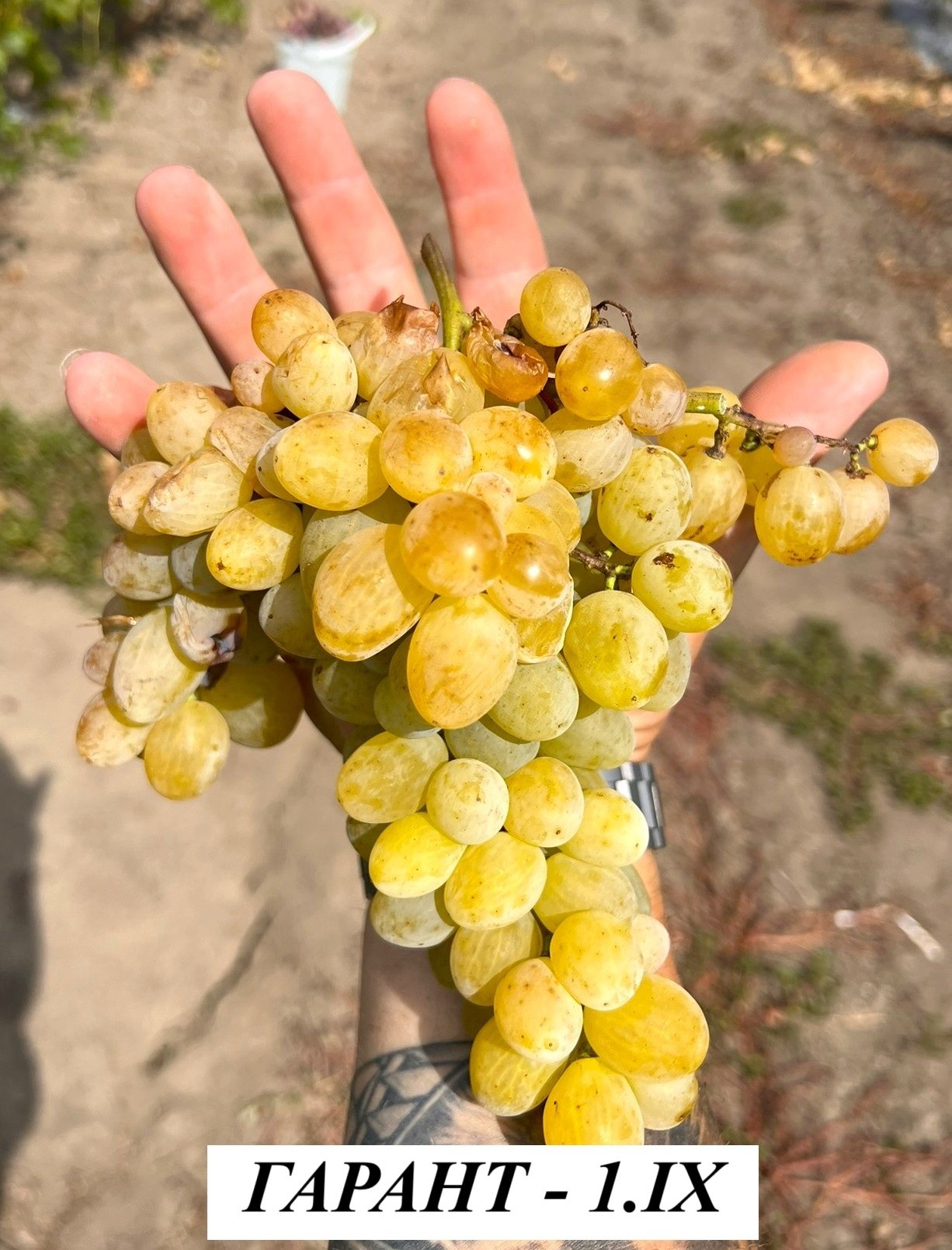 ЛОЗА ГАРАНТ