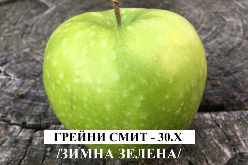 ГРЕЙНИ СМИТ