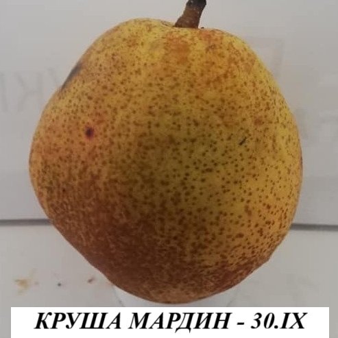 КРУШИ