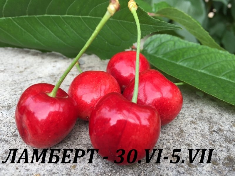 Череша Ламберт