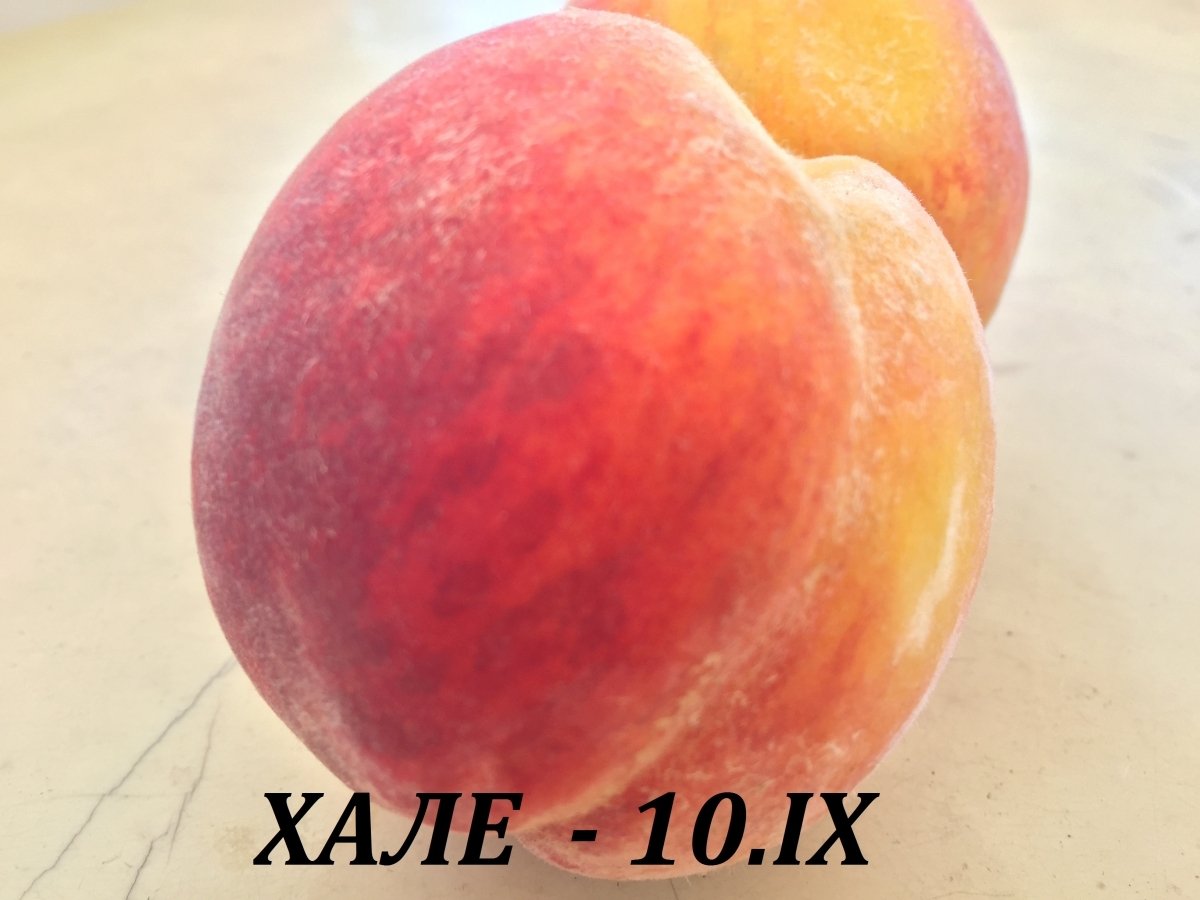 ПРАСКОВИ