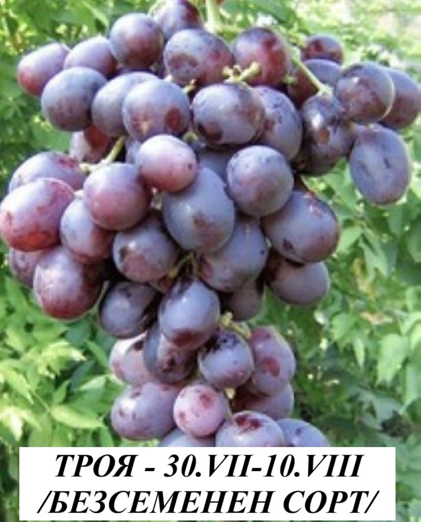 ЛОЗА ТРОЯ /БЕЗСЕМЕНЕН/