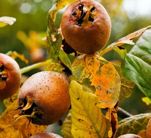 МУШМУЛА БЕЗ СЕМКИ