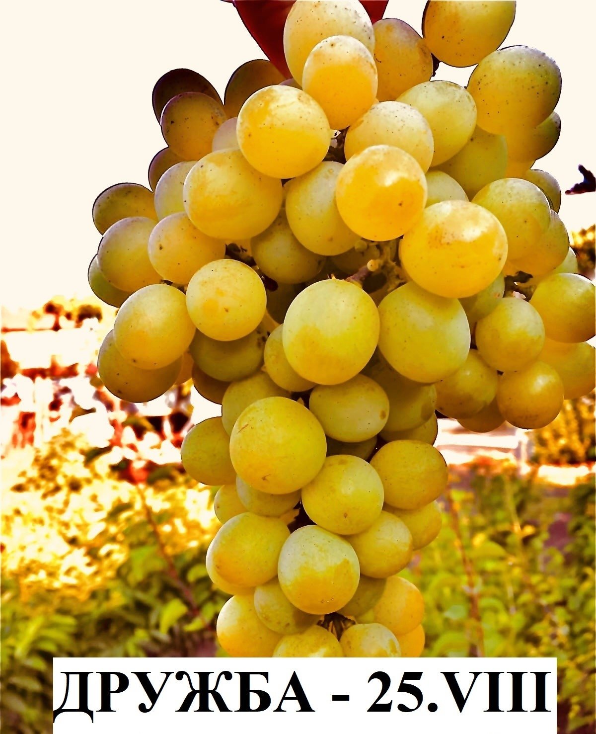 ЛОЗА ДРУЖБА