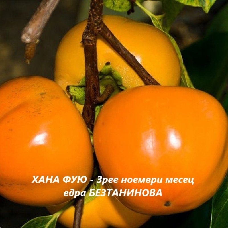 РАЙСКА ЯБЪЛКА