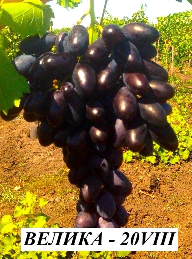 ЛОЗА ВЕЛИКА