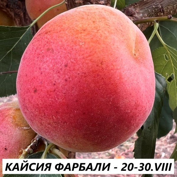 КАЙСИИ