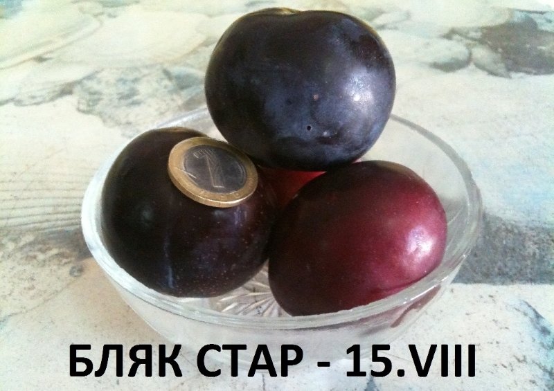 БЛЯК СТАР