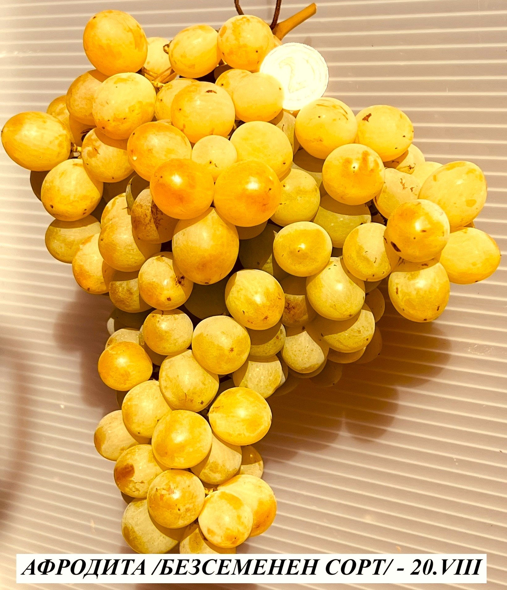 ЛОЗА АФРОДИТА /БЕЗСЕМЕНЕН СОРТ/