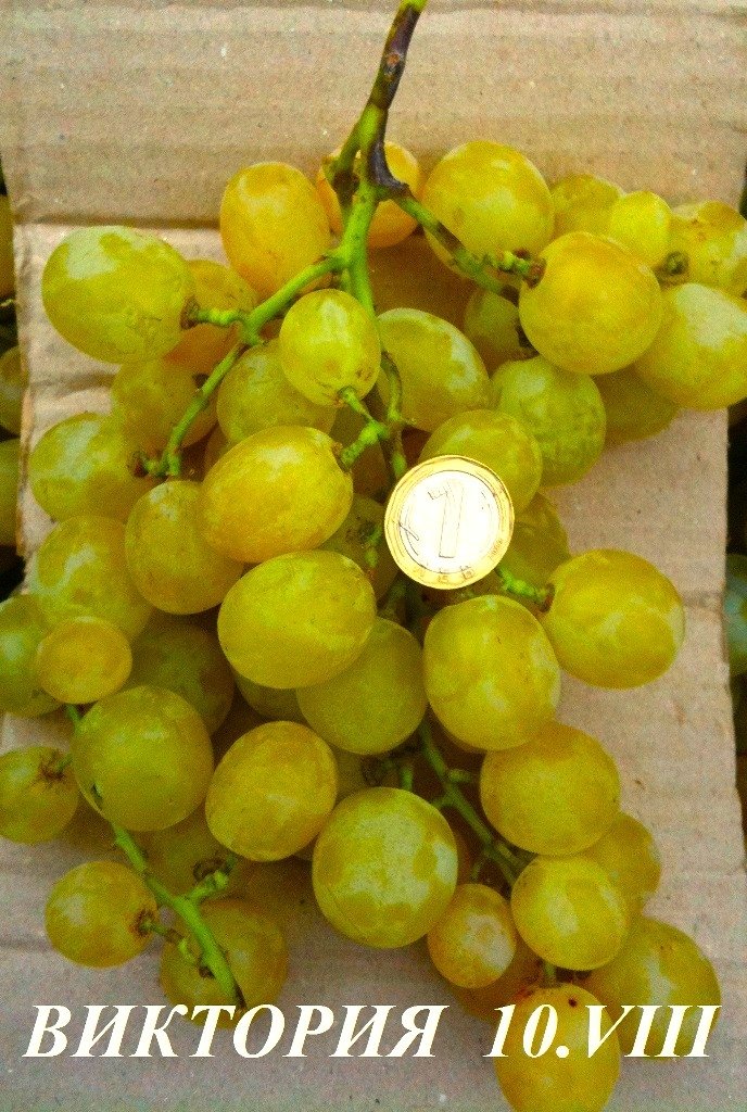 ЛОЗА ВИКТОРИЯ