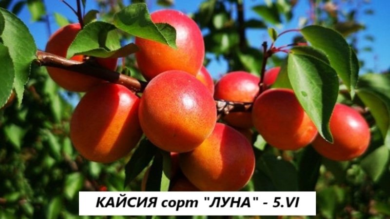 КАЙСИЯ ЛУНА