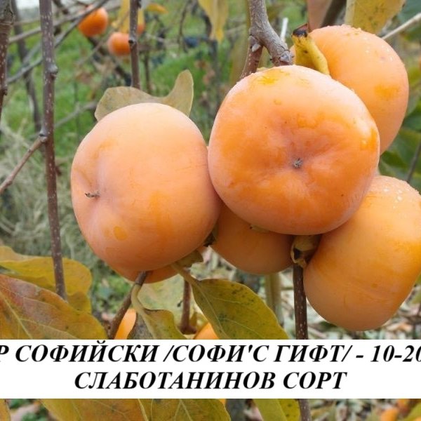 РАЙСКА ЯБЪЛКА