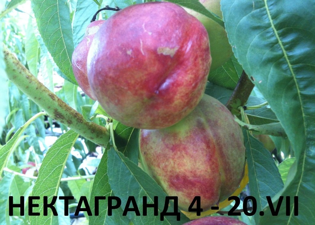 ПРАСКОВИ