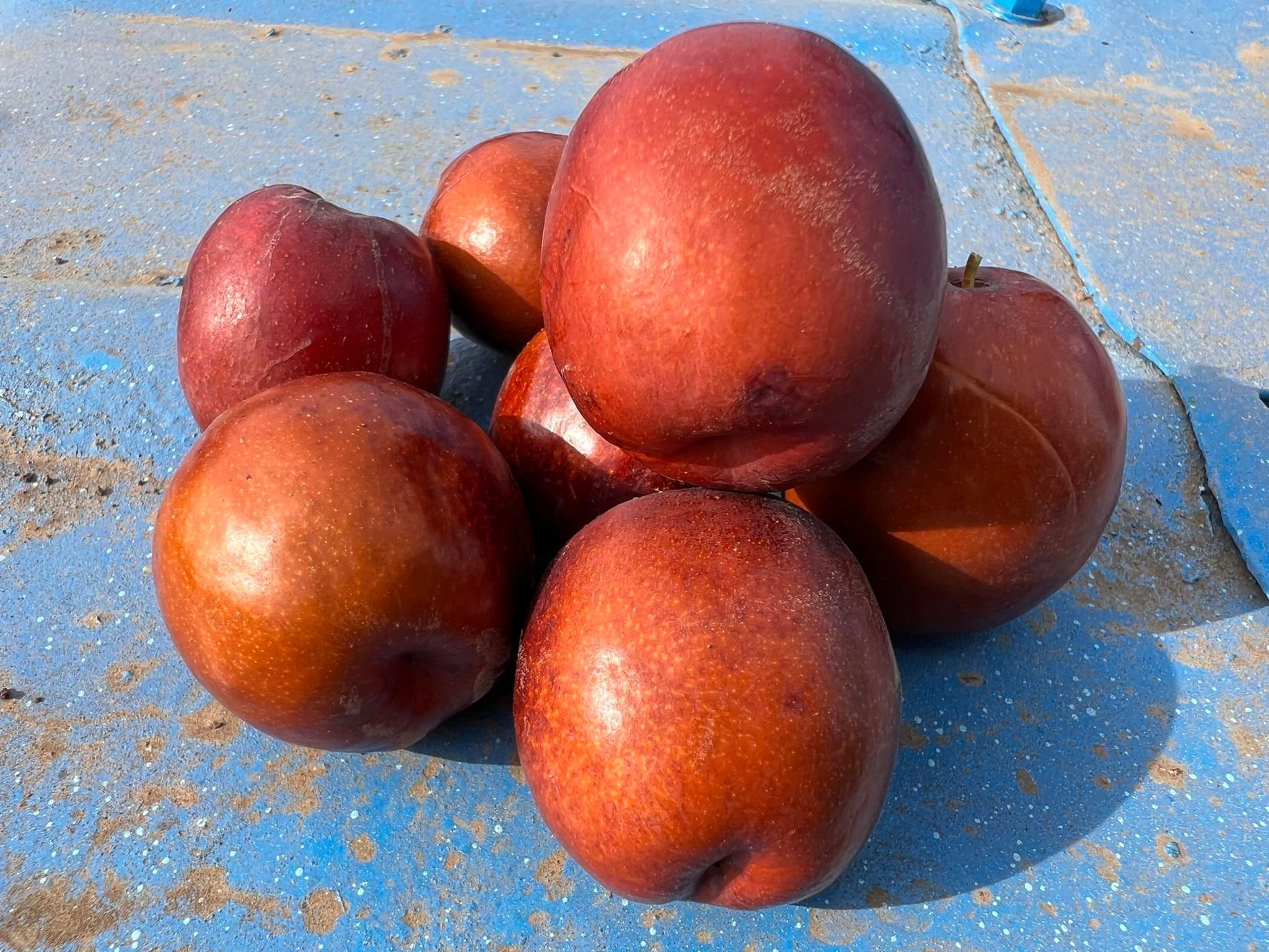 ХИНАП "КОКТЕБЕЛ"